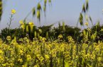 غیر قابل برداشت بودن ۴۰۰ هکتار از مزارع کلزای لرستان در سال زراعی جاری