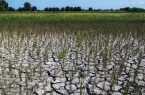 خسارت ۵۰ درصدی خشکسالی به محصولات کشاورزی لرستان