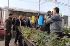 افتتاح گلخانه هیدروپونیک گل رز در خرم‌آباد