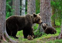 مشاهده ۴ قلاده خرس قهوه‌ای در اشترانکوه
